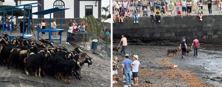 Baño de cabras en el muelle del Puerto de la Cruz. Fotos tomadas en la jornada de ayer, 24 de junio.