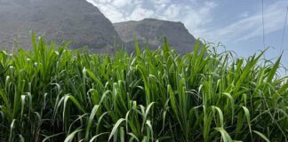 Aspecto de la primera plantación antes de la cosecha en abril del pasado año.