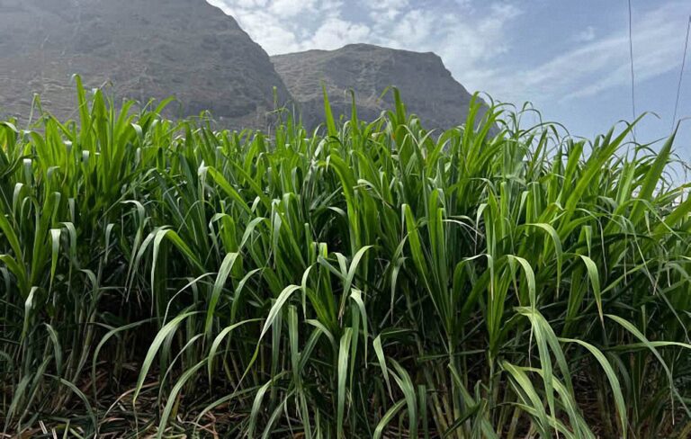 Aspecto de la primera plantación antes de la cosecha en abril del pasado año.
