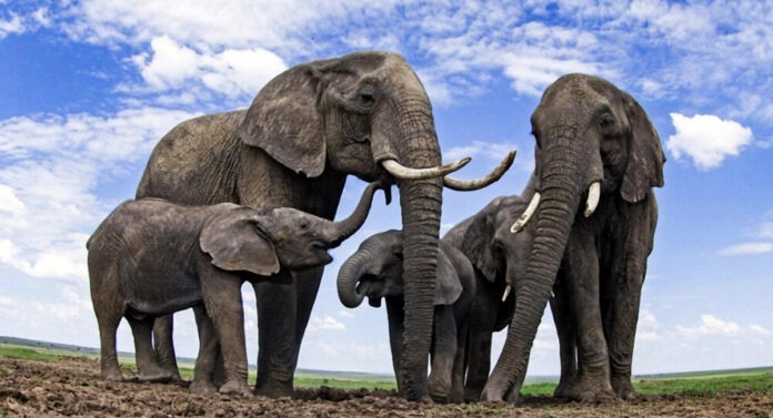 Grupo de elefantes africanos. (Fuente: https://www.worldwildlife.org)