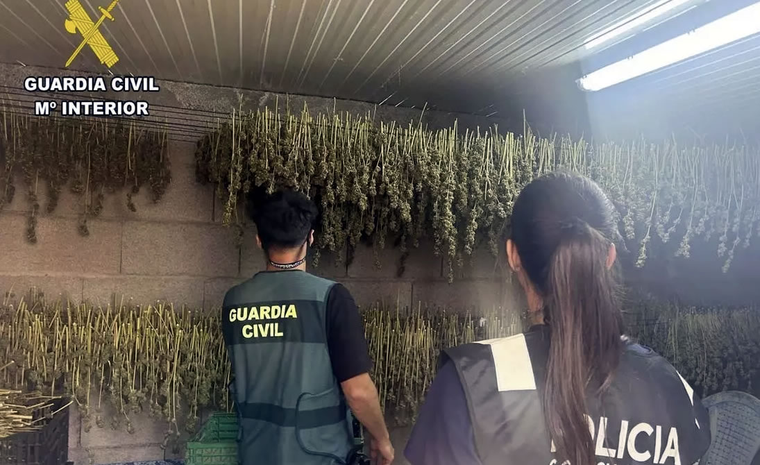Parte de las plantas y utensilios intervenidos por la Guardia Civil.