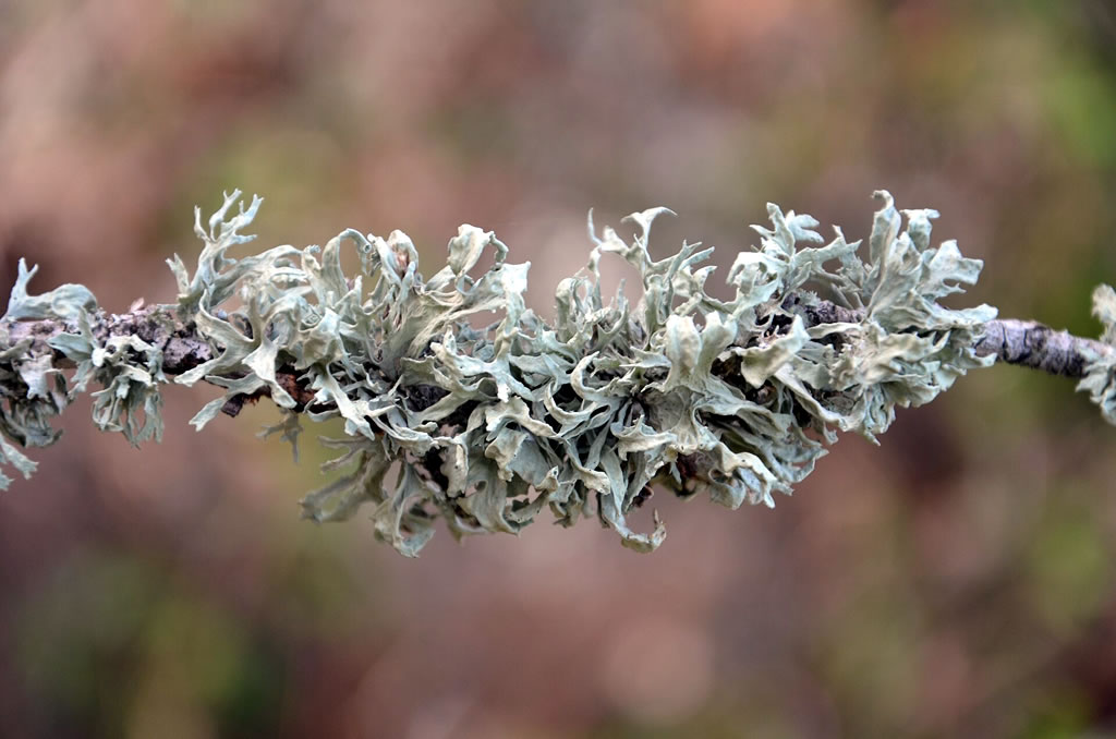 Liquen Ramalina canariensis del que se han identificado nuevas especies en Canarias.