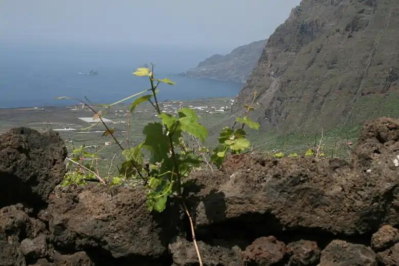 Canarias regula el enoturismo: ¿por qué es importante?
